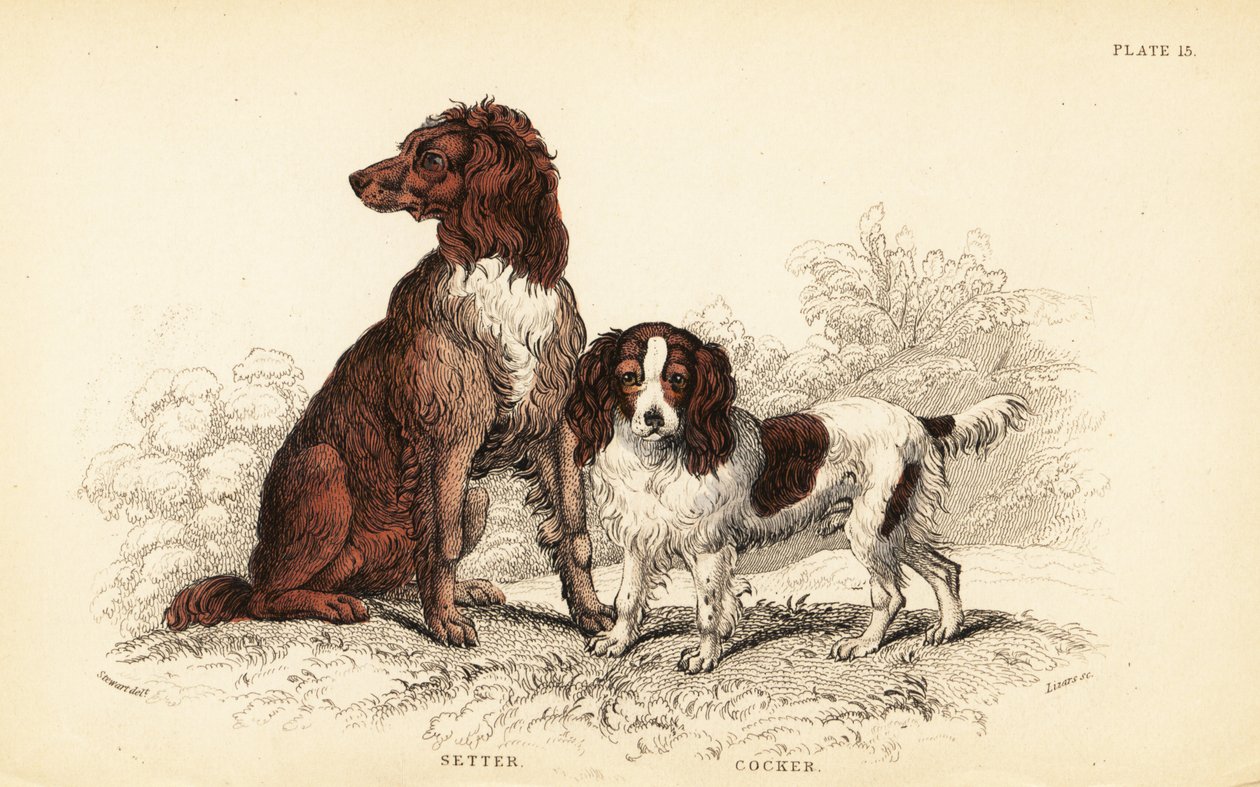 Szetter és cocker spániel, Canis lupus familiaris alkotó: William Home Lizars