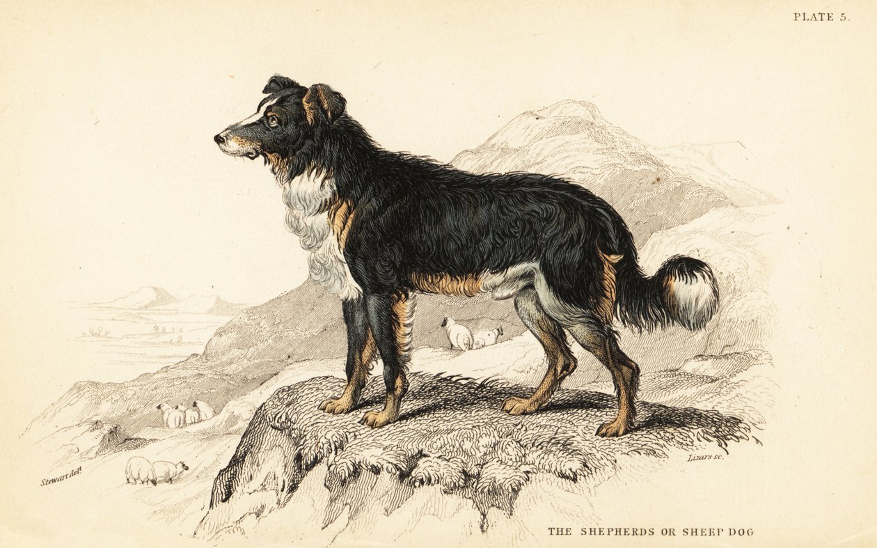 Pásztorkutya vagy juhkutya, Canis lupus familiaris (Canis domesticus) alkotó: William Home Lizars