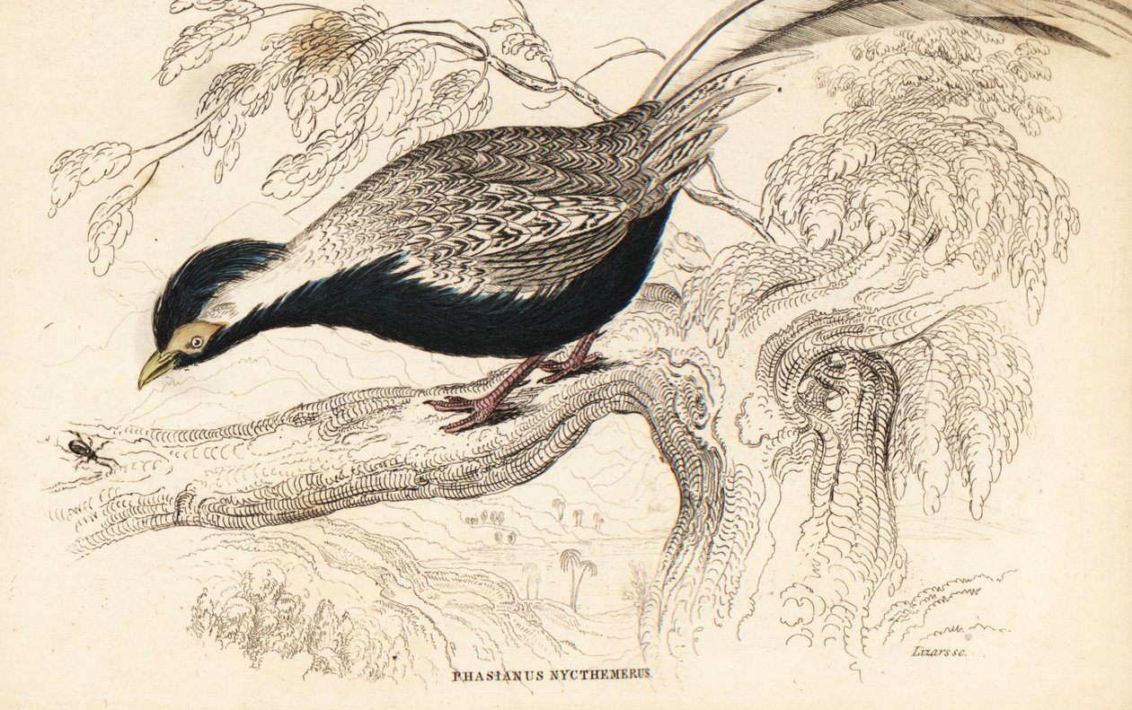 Ezüstfácán, Lophura nycthemera (Phasianus nycthemerus) alkotó: William Home Lizars