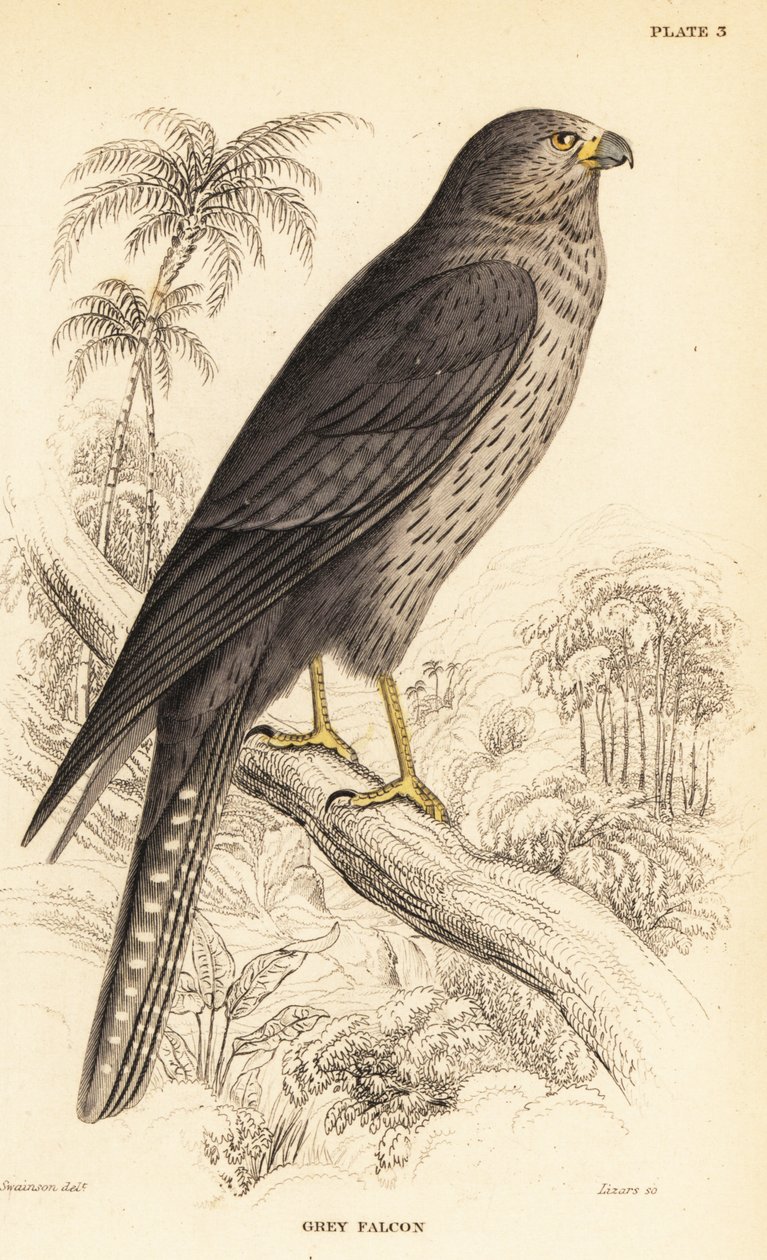 Kormos sólyom, Falco concolor alkotó: William Home Lizars
