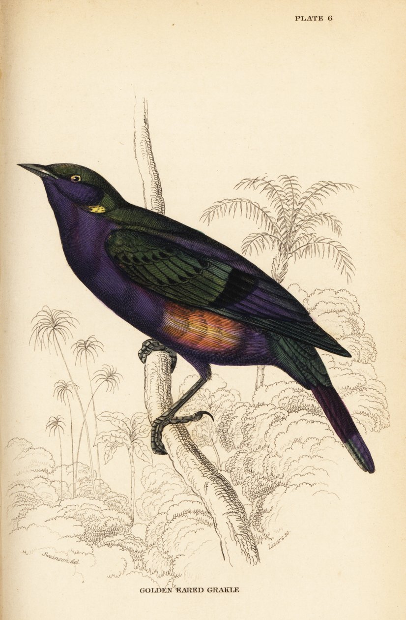 Pompás fényes seregély (Szenegál), Lamprotornis splendidus chrysonotis (Golden füles grakle, Lamprotornis chrysonotis) alkotó: William Home Lizars