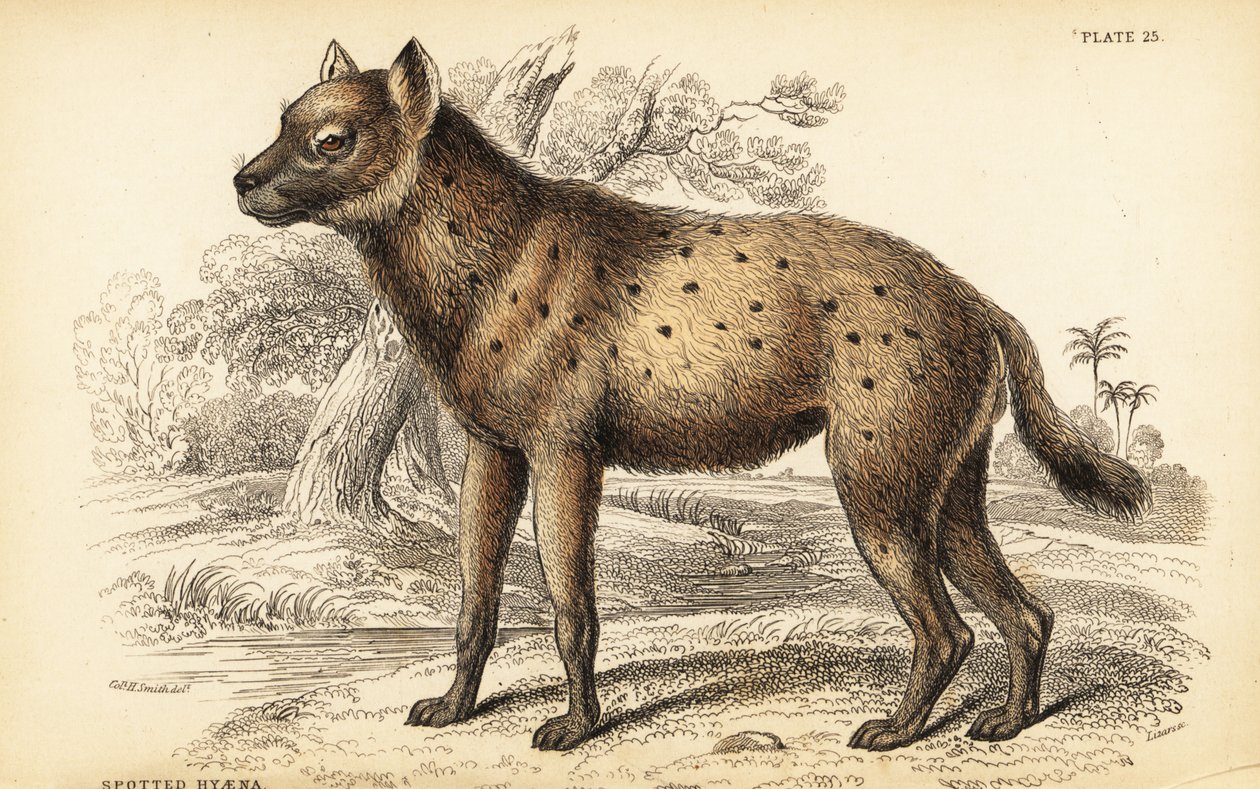 Foltos hiéna vagy nevető hiéna, Crocuta crocuta (Hyaena crocuta) alkotó: William Home Lizars
