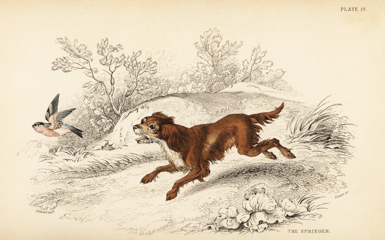 Springer vagy angol springer spániel, Canis lupus familiaris alkotó: William Home Lizars