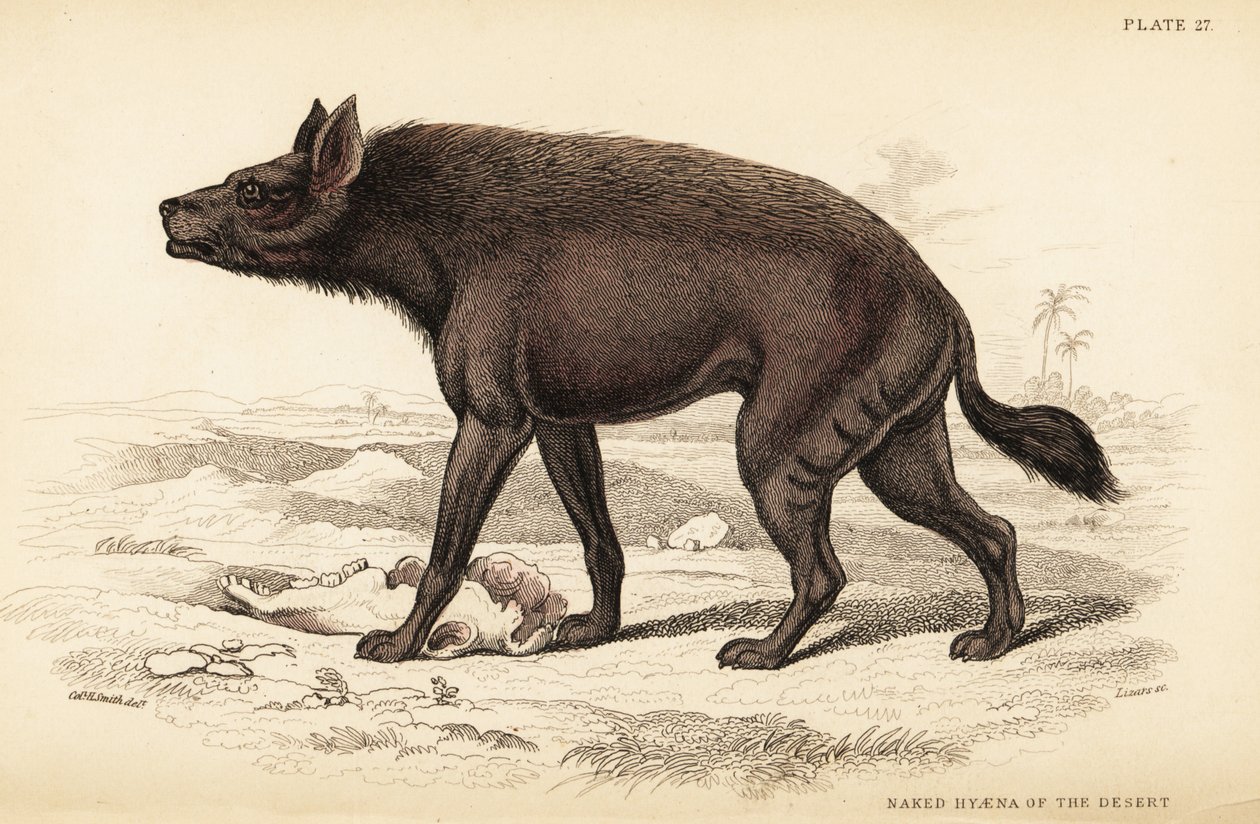 Csíkos hiéna, Hyaena hyaena (sivatagi meztelen hiéna, Hyaena vulgaris) alkotó: William Home Lizars
