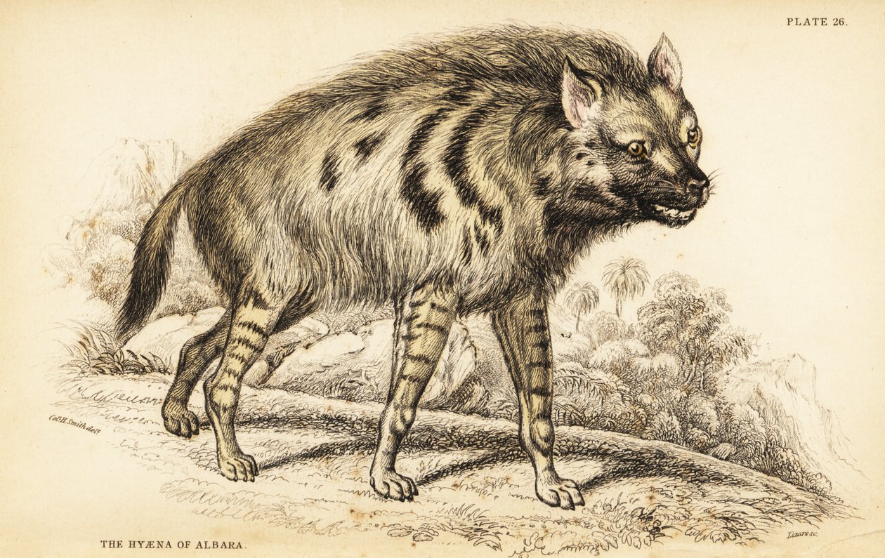 Csíkos hiéna, Hyaena hiéna alkotó: William Home Lizars