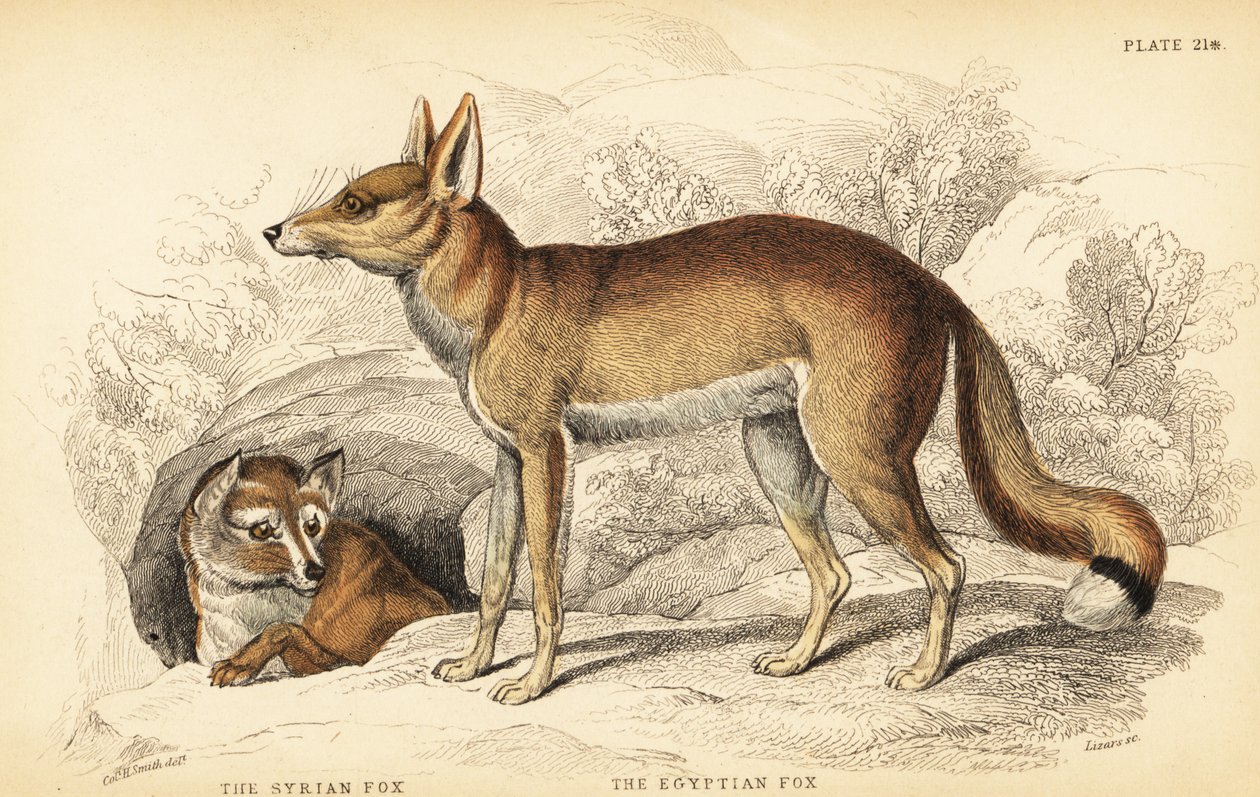 szír róka vagy Taaleb, Vulpes thaleb (vagy Blanford róka, Vulpes cana?) és egyiptomi róka vagy Sabora, Vulpes vulpes niloticus alkotó: William Home Lizars