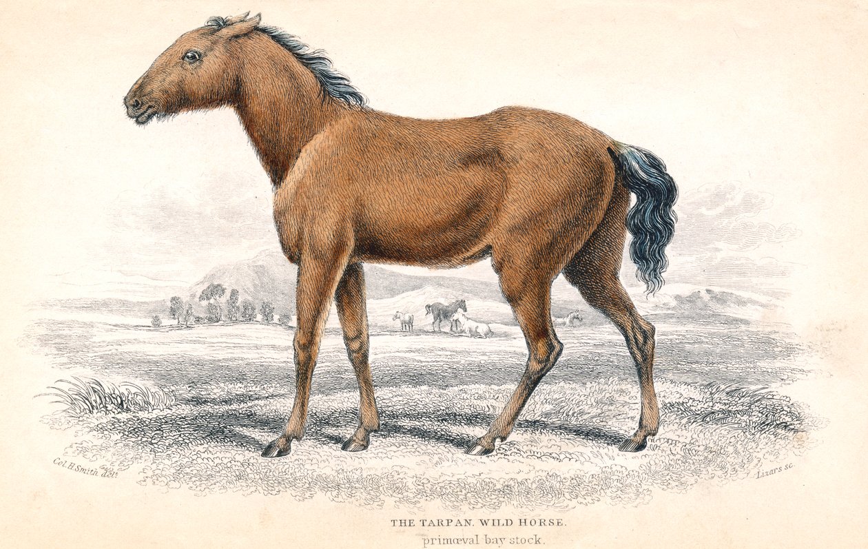 Tarpán, 1830 alkotó: William Home Lizars