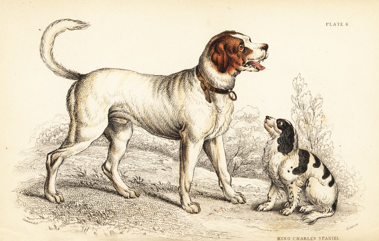 Az alpesi vagy bernáthegyi kutya, Canis lupus familiaris és Károly király spániel, Canis lupus familiaris (Canis extrarius) alkotó: William Home Lizars