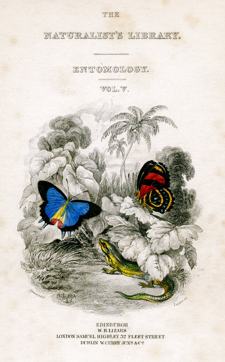 The Naturalists Library, Rovartan, V. kötet, Butterflies, c1833-1865. alkotó: William Home Lizars