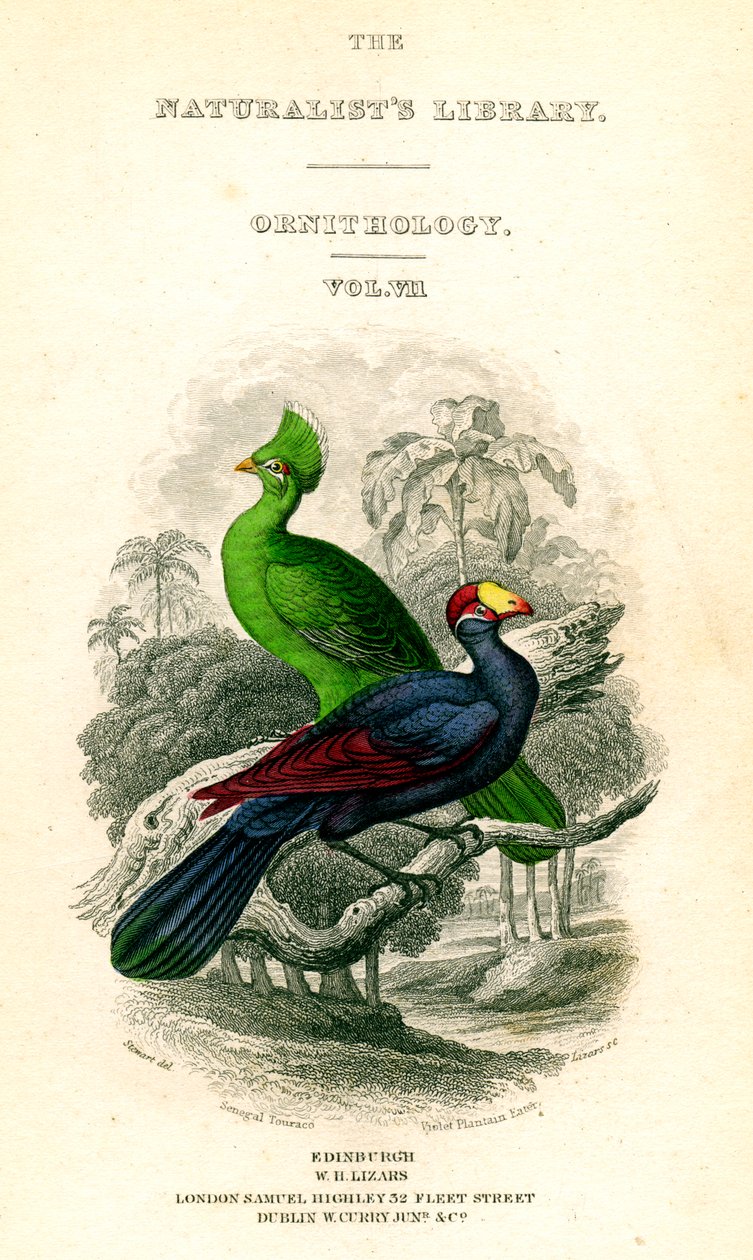 The Naturalists Library, Ornithology, Senegal Touraco, Violet Plantain Eater, 1833-1865. alkotó: William Home Lizars