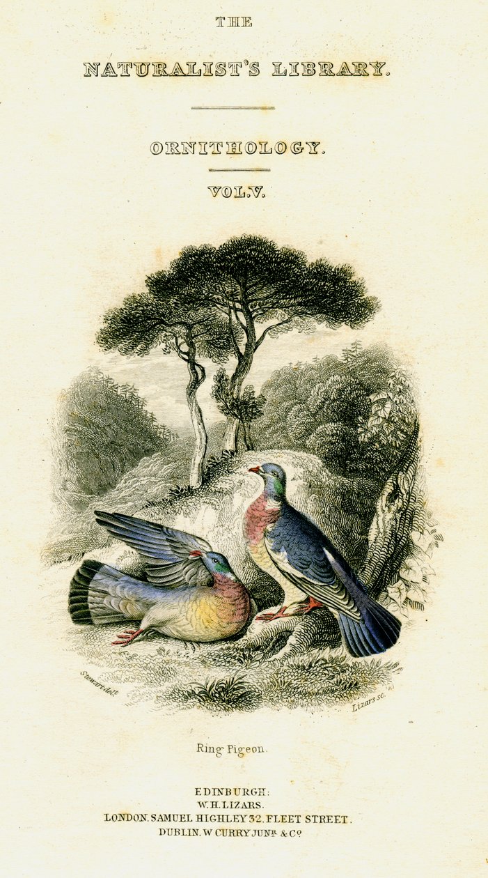 The Naturalists Library, Ornithology V. kötet, Ring Pigeon, c1833-1865. alkotó: William Home Lizars