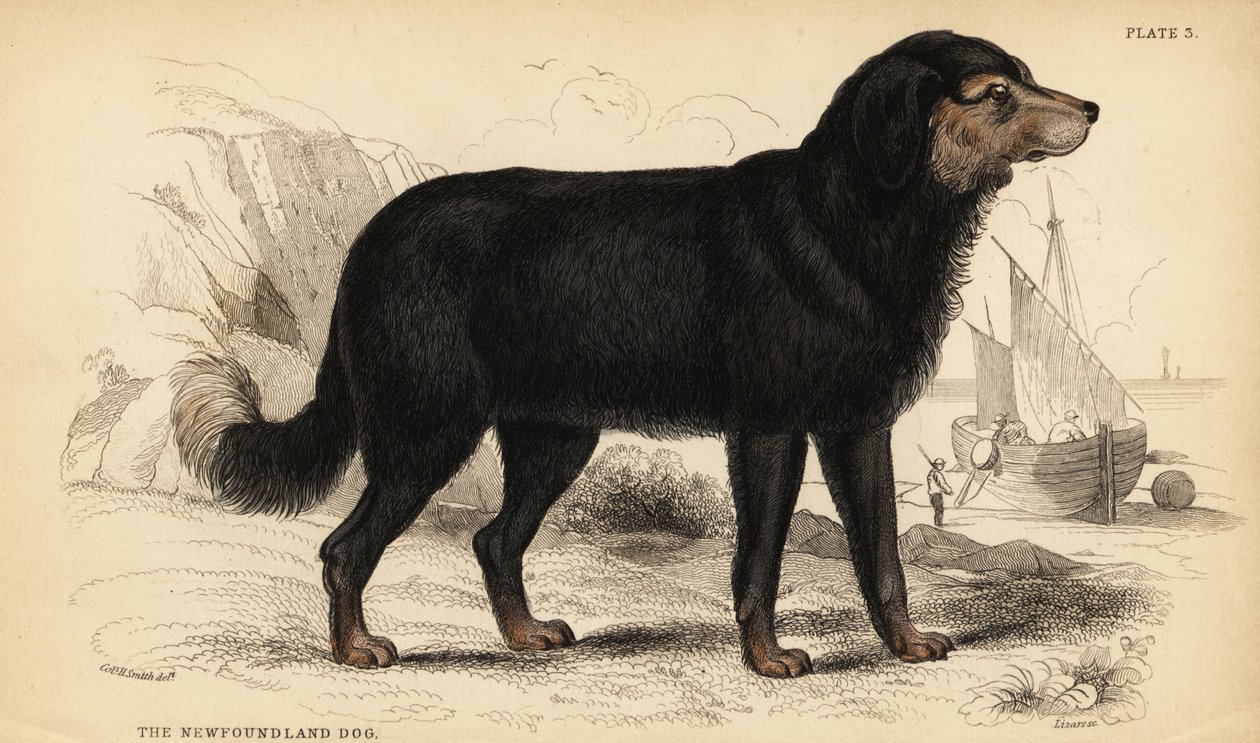 Az újfundlandi kutya, Canis lupus familiaris )Canis terranovae) alkotó: William Home Lizars