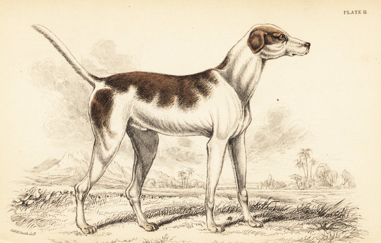 A keleti kopó, Canis lupus familiaris alkotó: William Home Lizars