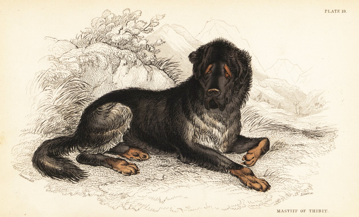 Tibeti masztiff, Canis lupus familiaris (Tibeti masztiff, Canis urcani) alkotó: William Home Lizars