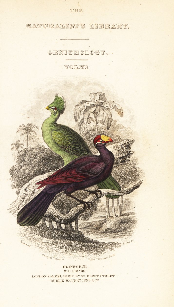 Címlap Guinea turaco, Tauraco persa buffoni és lila turaco, Musophaga violacea matricával alkotó: William Home Lizars