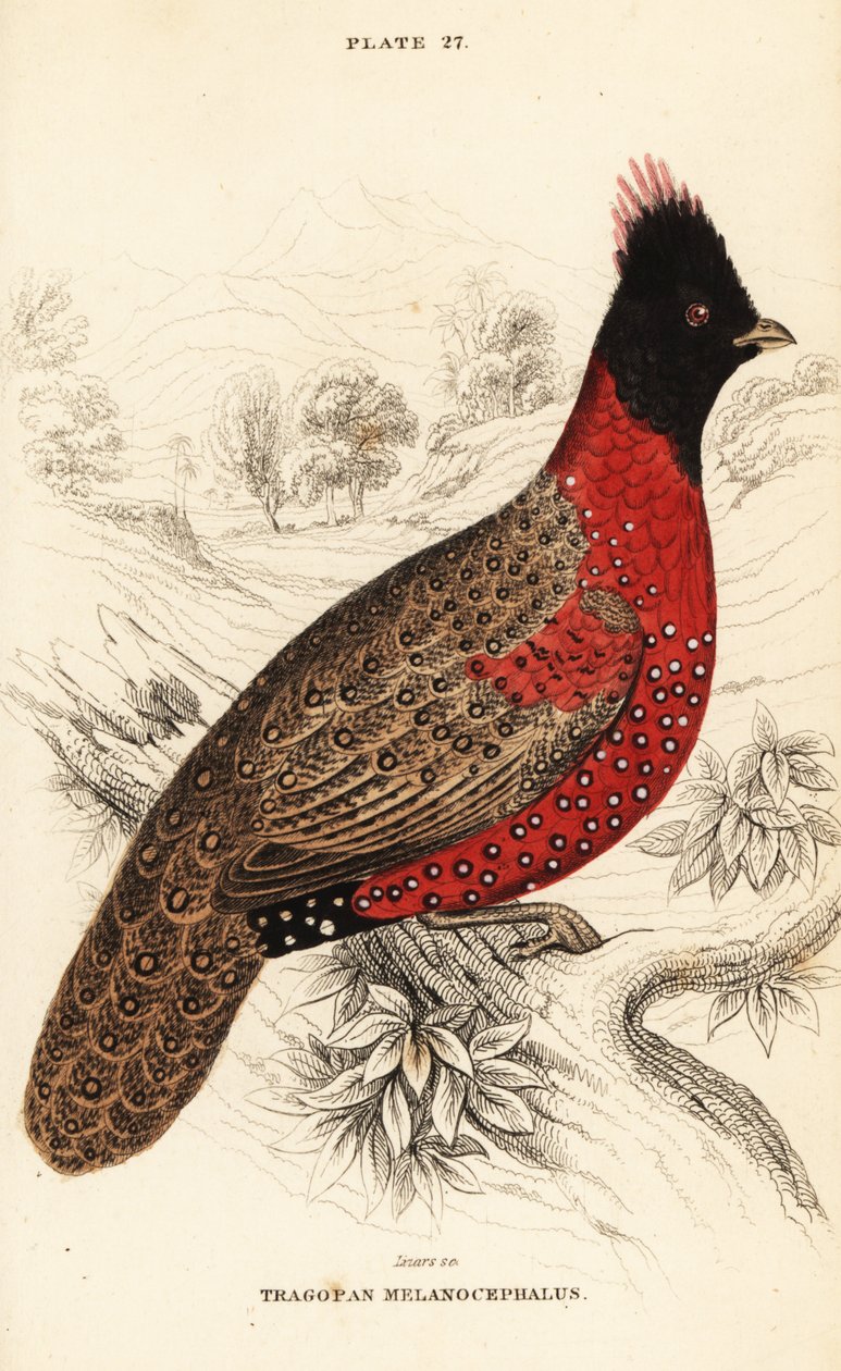 Nyugati tragopán vagy nyugati szarvas tragopán, Tragopan melanocephalus alkotó: William Home Lizars