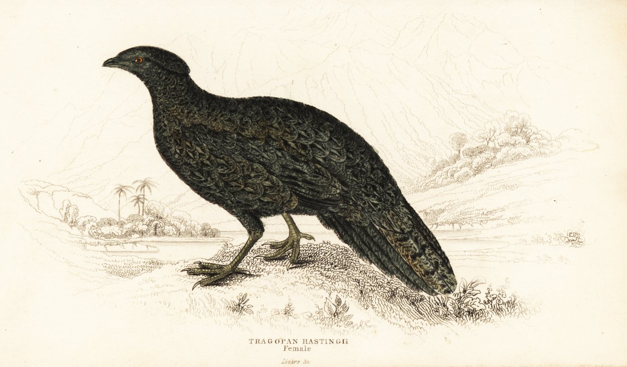 Nyugati tragopán vagy nyugati szarvas tragopán, nőstény, Tragopan melanocephalus alkotó: William Home Lizars