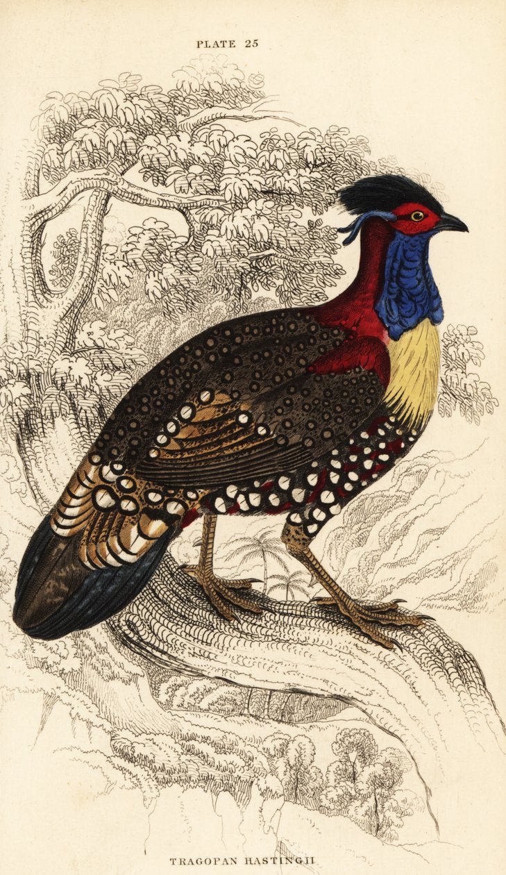 Nyugati tragopán vagy nyugati szarvas tragopán, hím, Tragopan melanocephalus alkotó: William Home Lizars