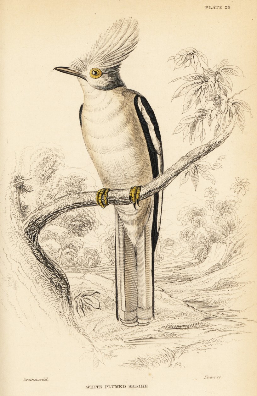 Fehér tarajos sisak, Prionops plumatus alkotó: William Home Lizars