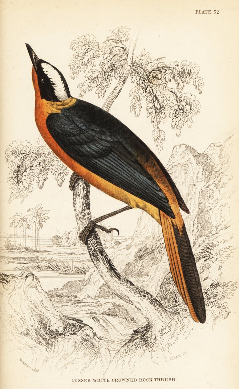 Fehér koronás vörösbegy, Cossypha albicapilla (kis fehér koronás sziklarigó, Petrocincla albicapilla) alkotó: William Home Lizars