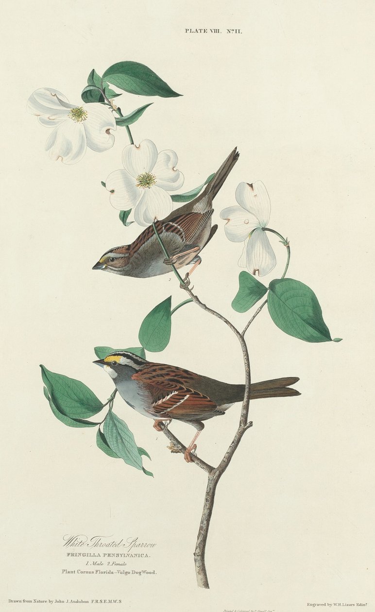 Fehértorkú veréb, 1827. alkotó: William Home Lizars