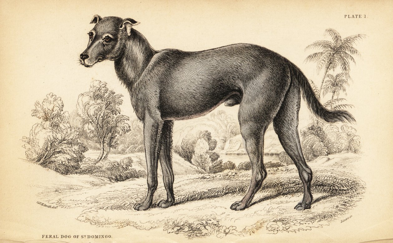 A Dominikai Köztársaságban és Haitin talált vadkutyát, a Canis lupus familiaris-t (St alkotó: William Home Lizars