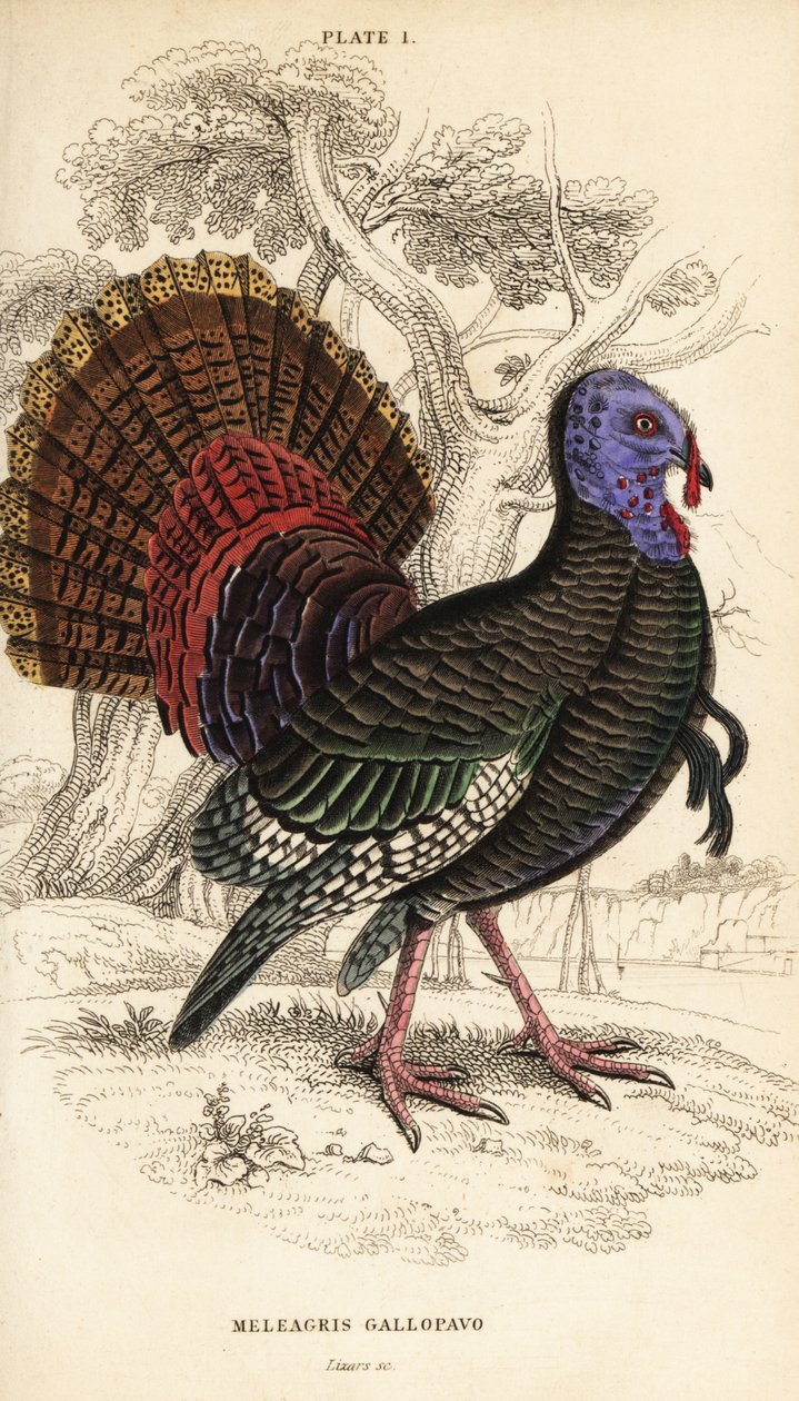 Vadpulyka, kan, Meleagris gallopavo alkotó: William Home Lizars