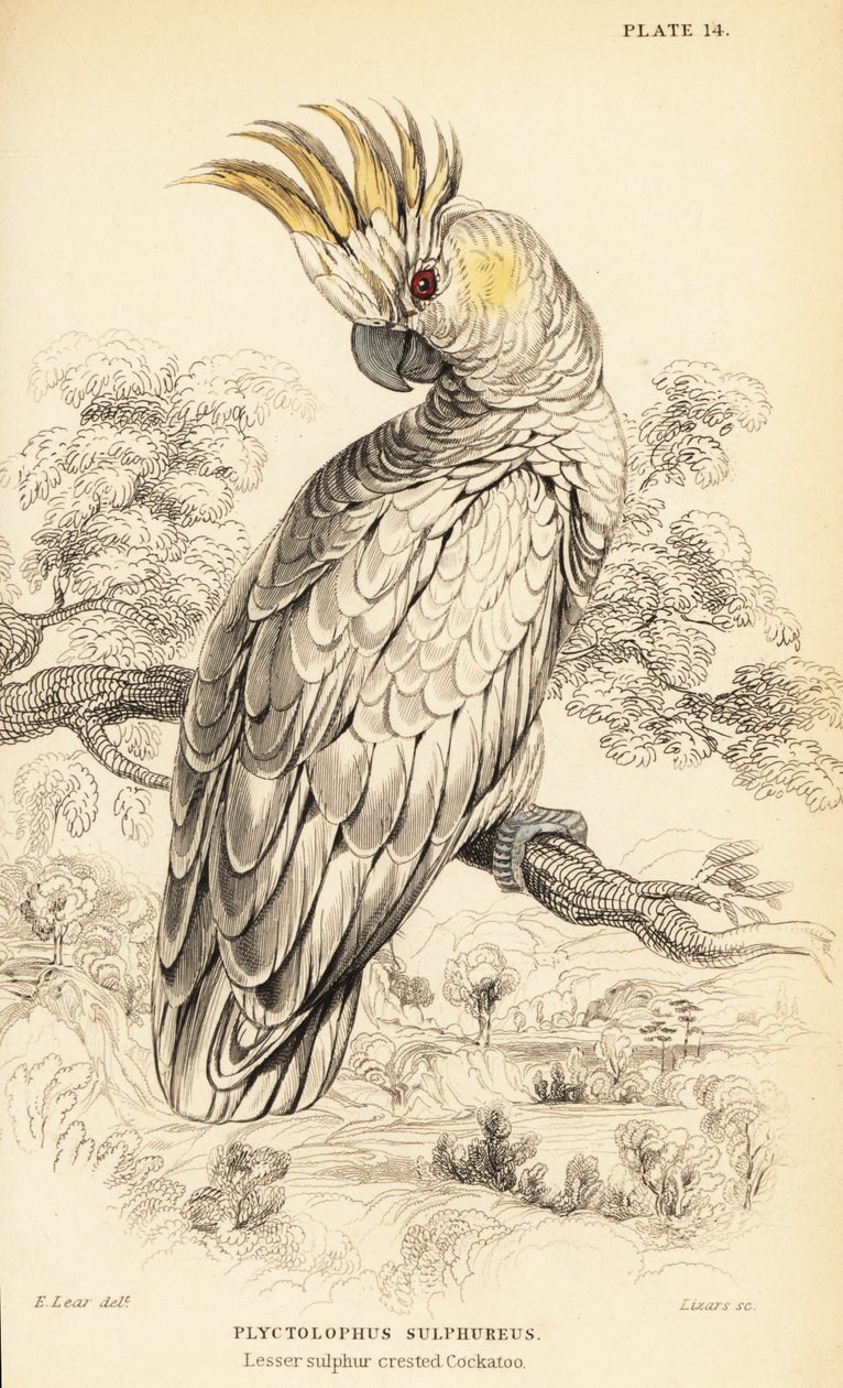 Sárga tarajos kakadu, Cacatua sulphurea alkotó: William Home Lizars
