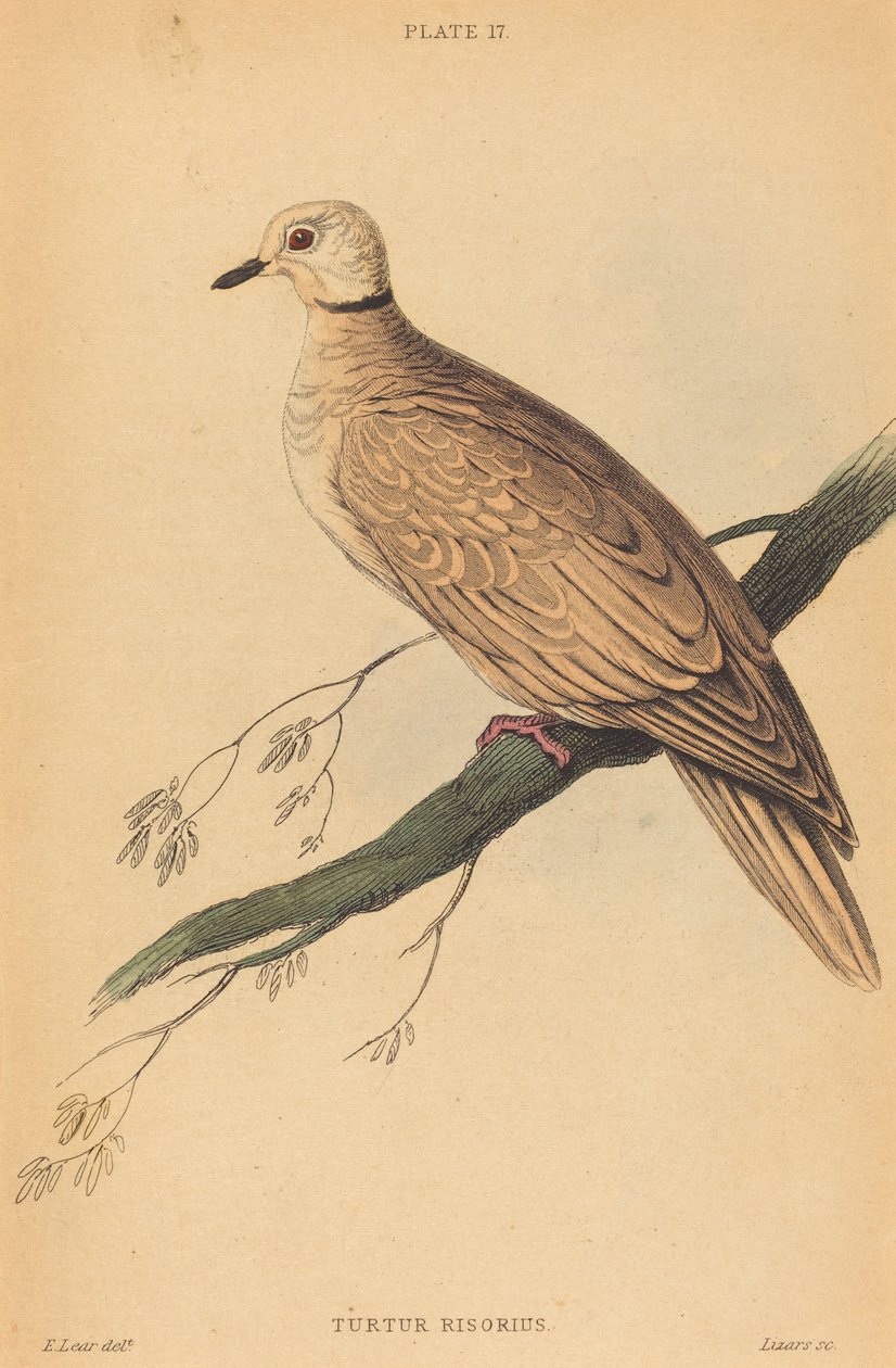 Turtur Risorius alkotó: William Home Lizars after Edward Lear
