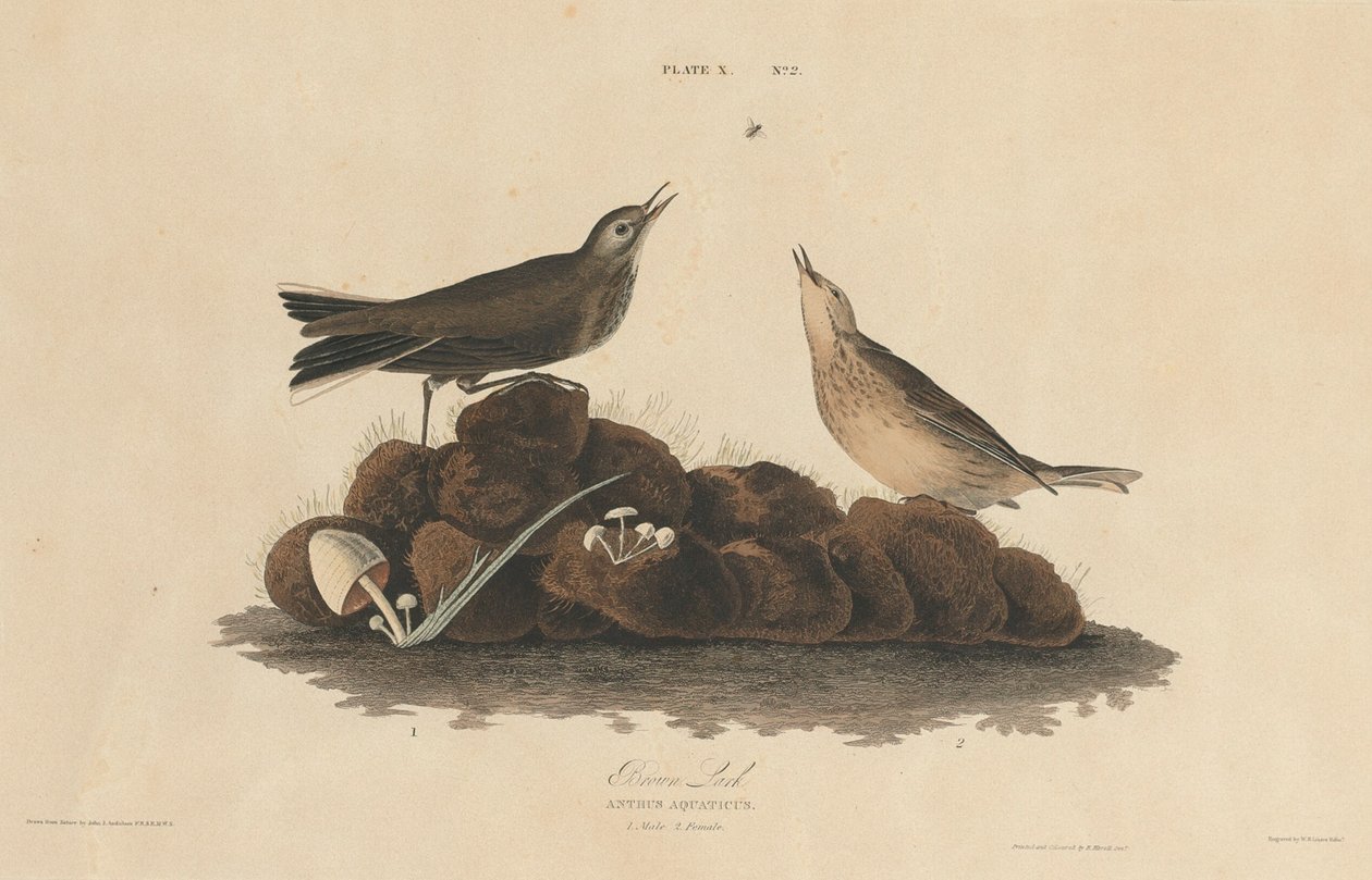 barna pacsirta alkotó: William Home Lizars after John James Audubon