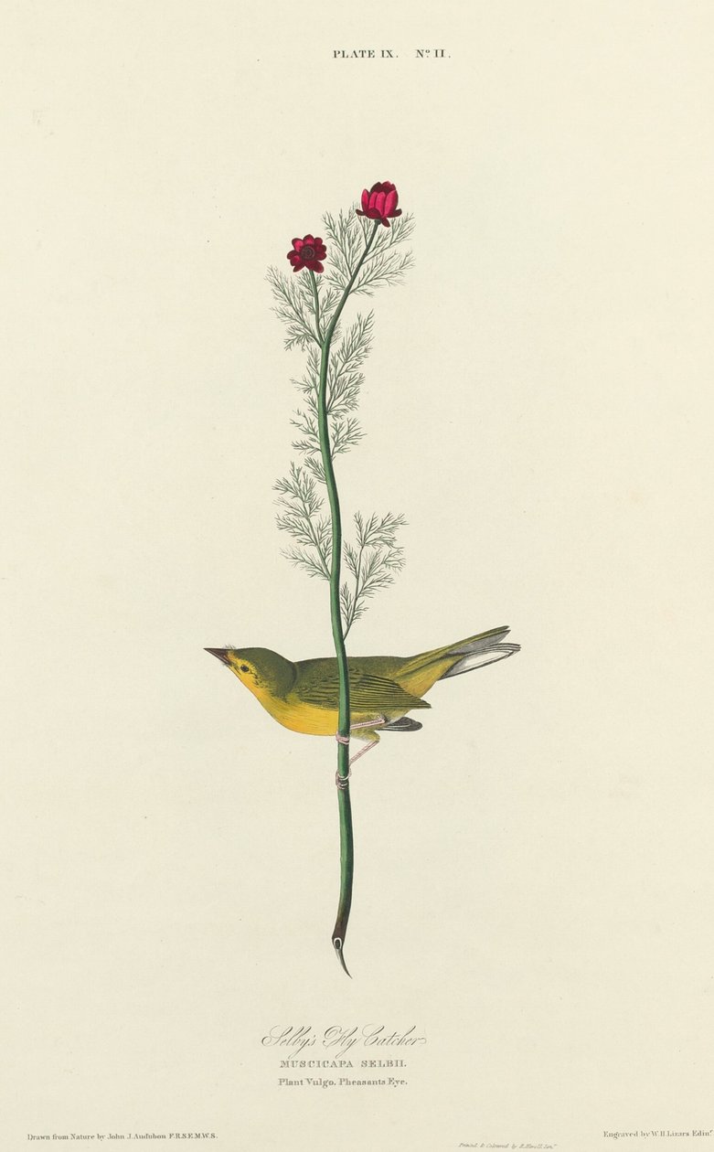 Selby légykapója alkotó: William Home Lizars after John James Audubon