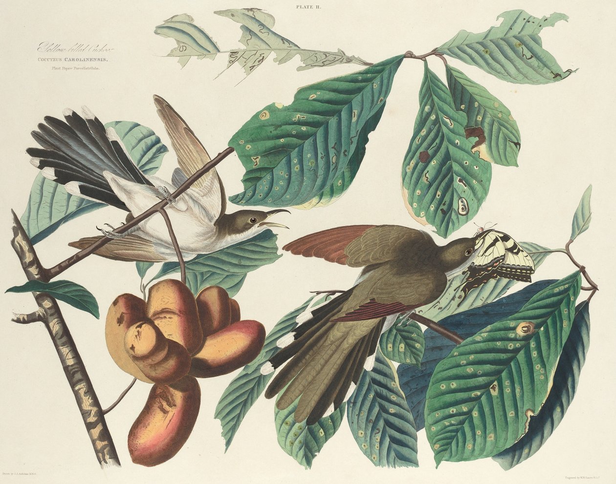 Sárgacsőrű kakukk alkotó: William Home Lizars after John James Audubon