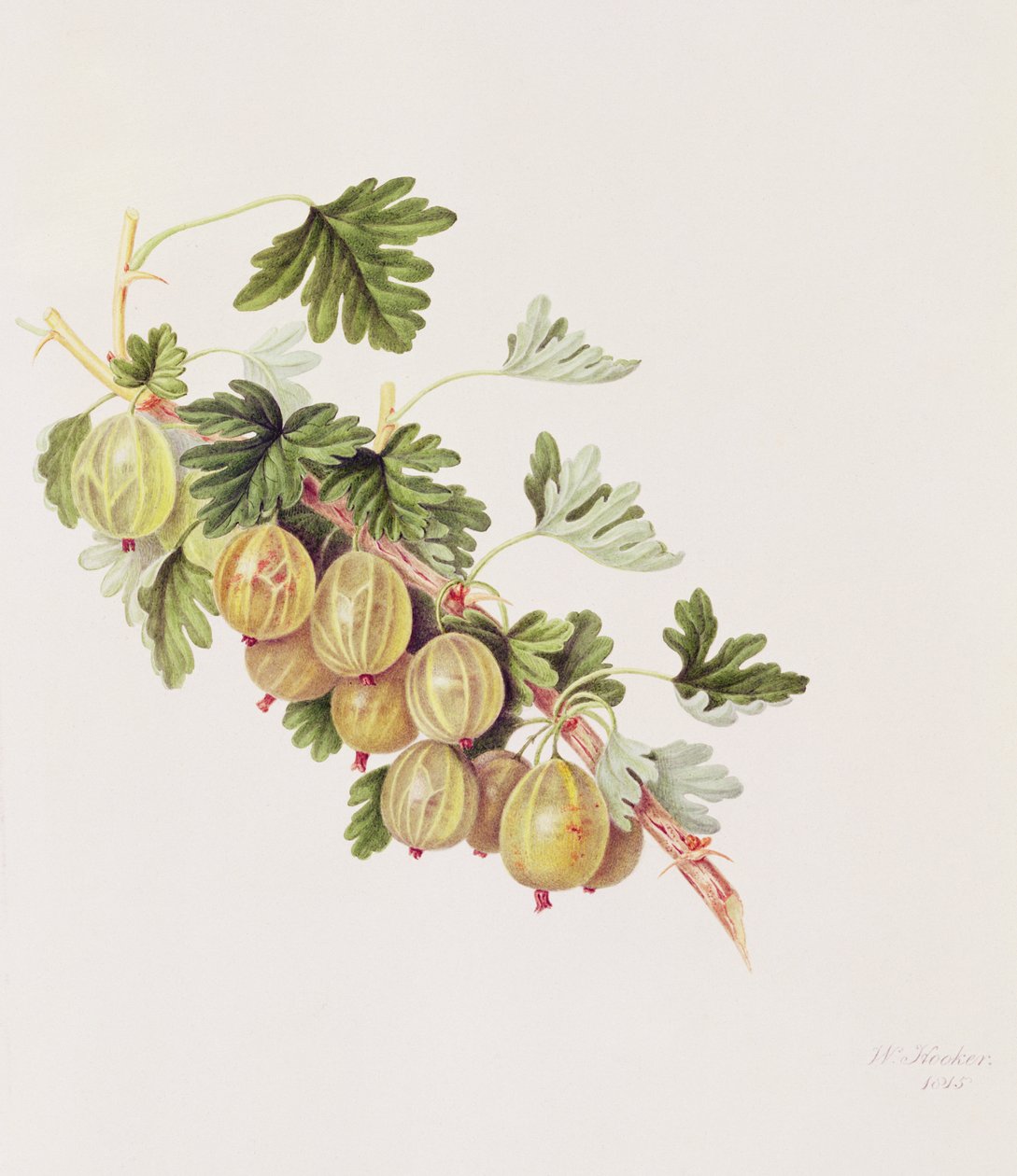 Zöld egres, 1815 alkotó: William Hooker