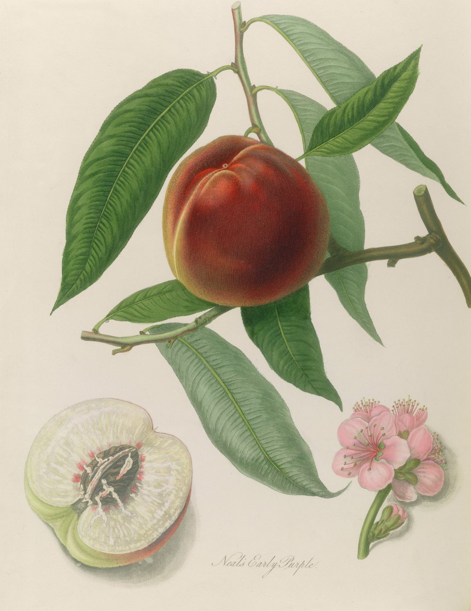Nektarin: Neals Early Purple alkotó: William Hooker