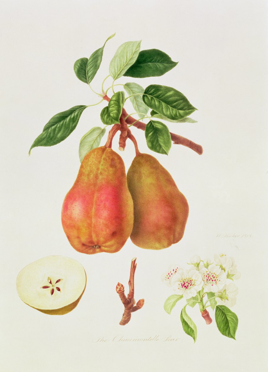 A Chaumontelle körte, 1818 alkotó: William Hooker