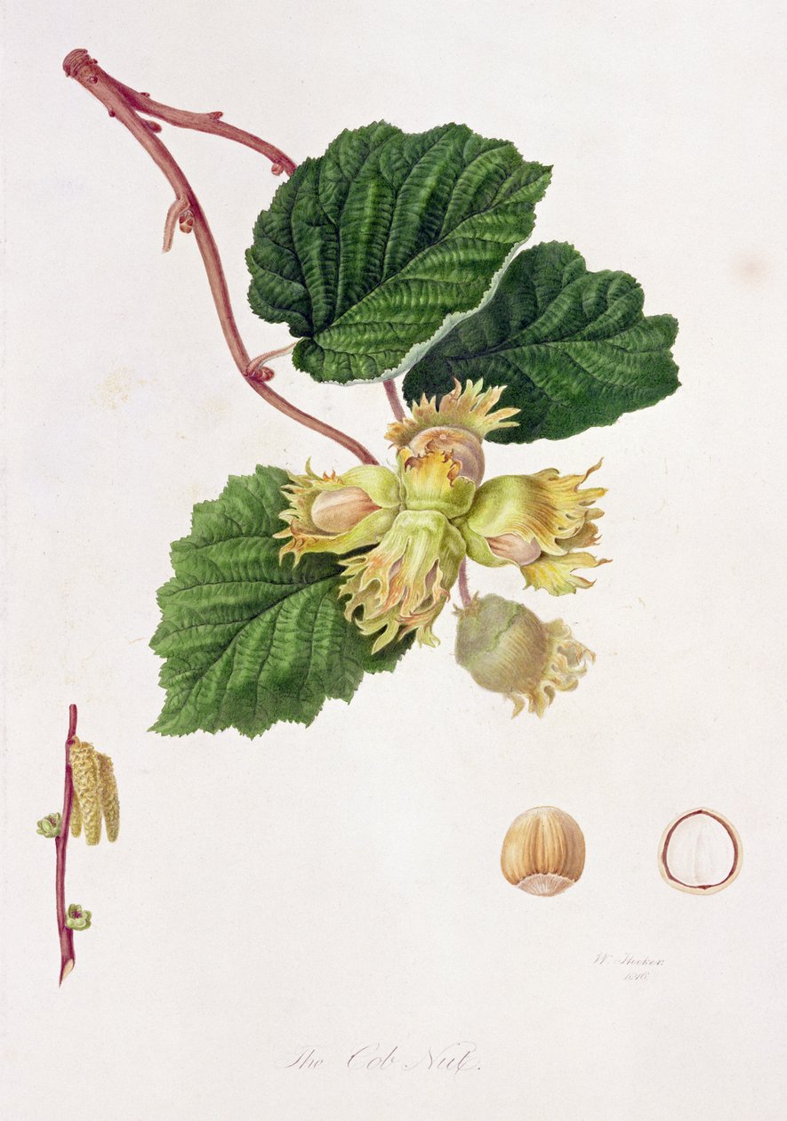 A csutkadió, 1816 alkotó: William Hooker