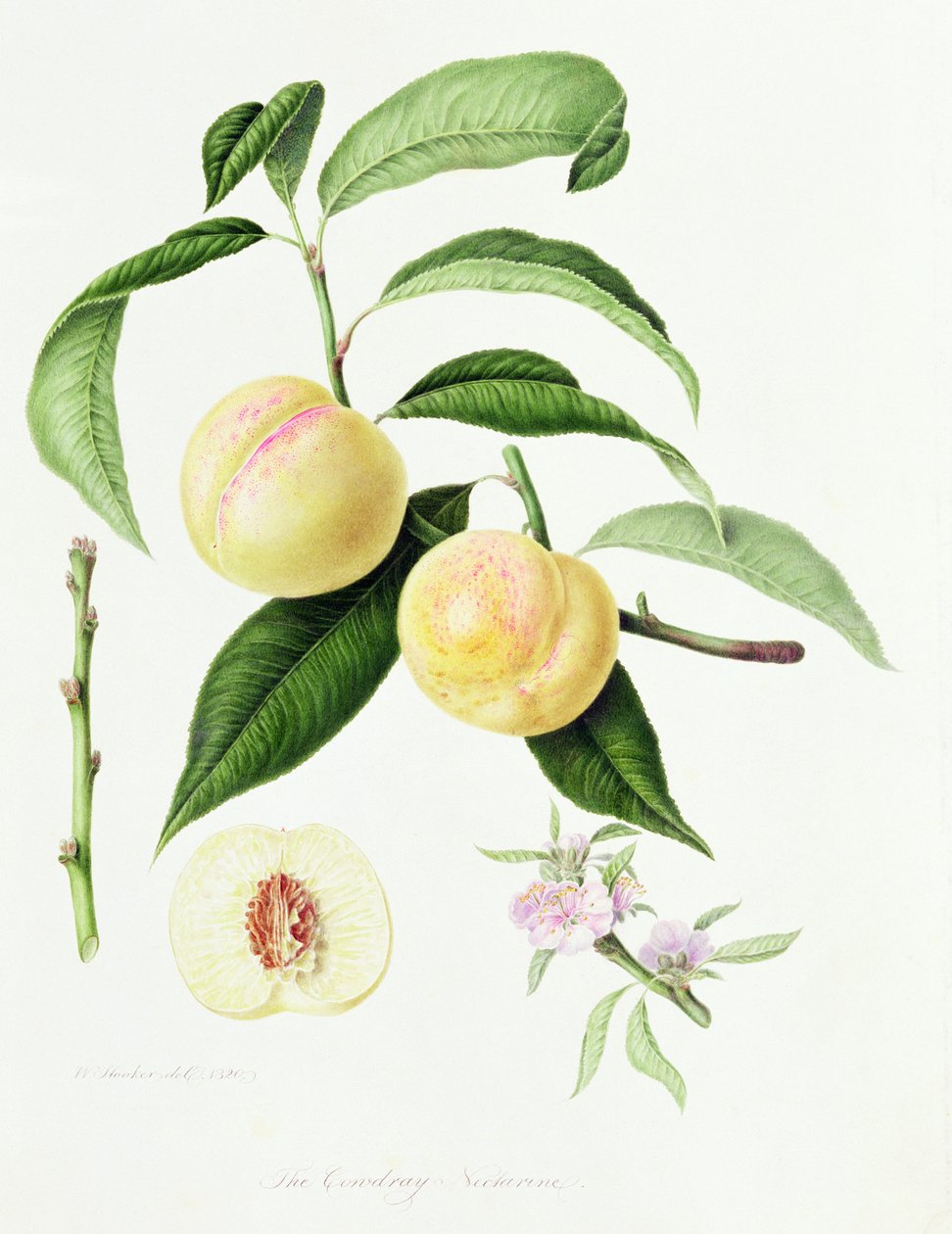 A Conudray-nektarin, 1820 alkotó: William Hooker