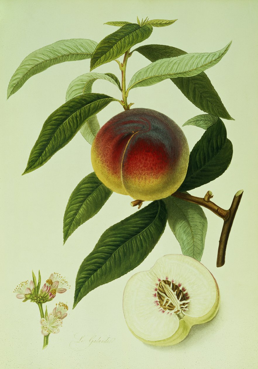 A Galande barack (színes litográfia) alkotó: William Hooker