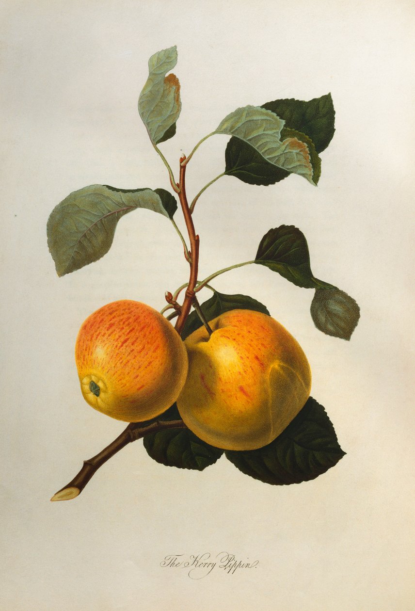 A Kerry Pippin, a "Pomona Londinensis"-ből, 1818 alkotó: William Hooker
