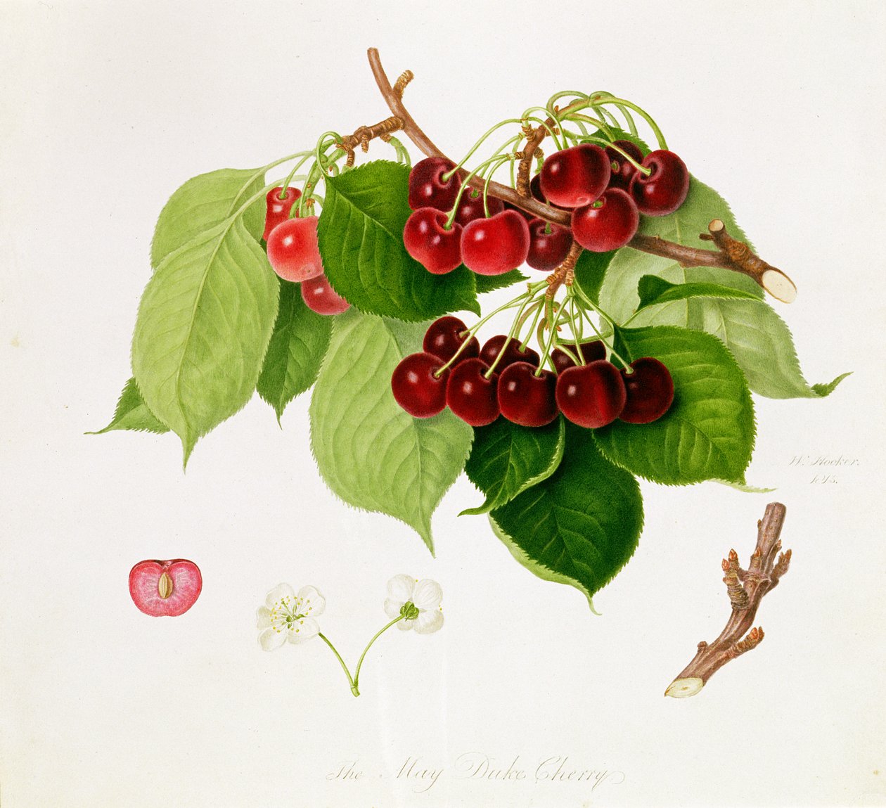 A májusi Cherry herceg, 1815 alkotó: William Hooker