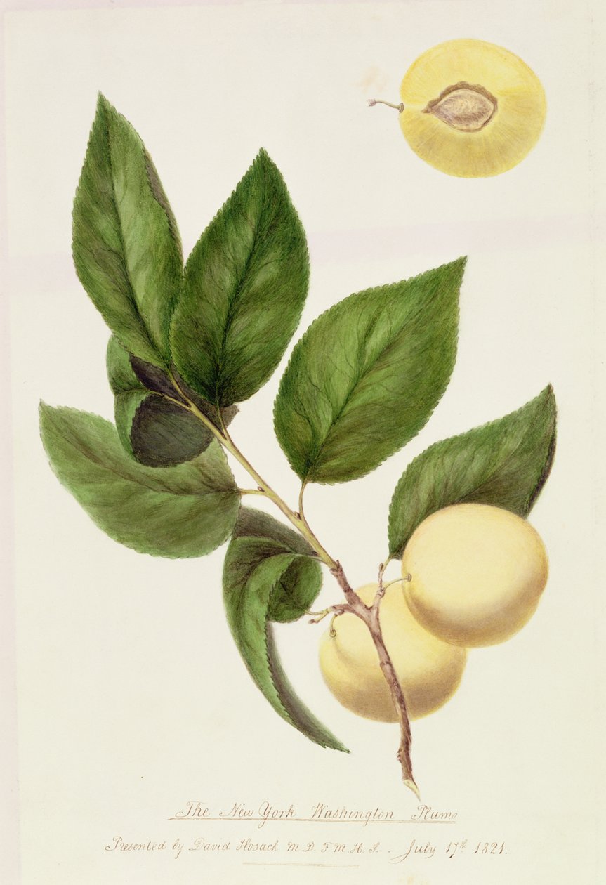 The New York Washington Plum, 1821 alkotó: William Hooker