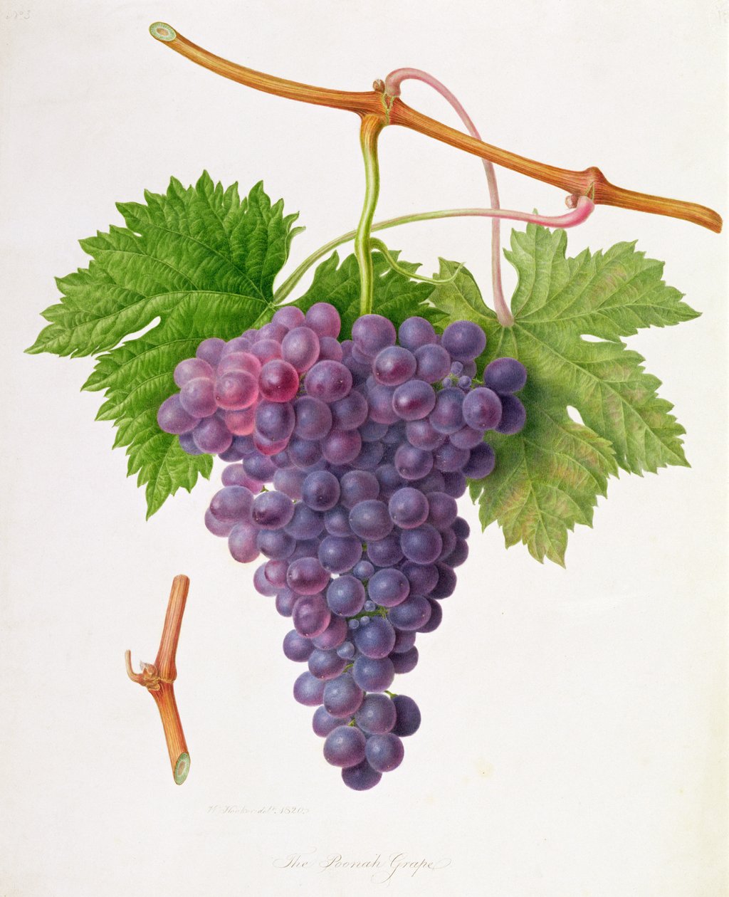 A Poonah szőlő, 1820 alkotó: William Hooker