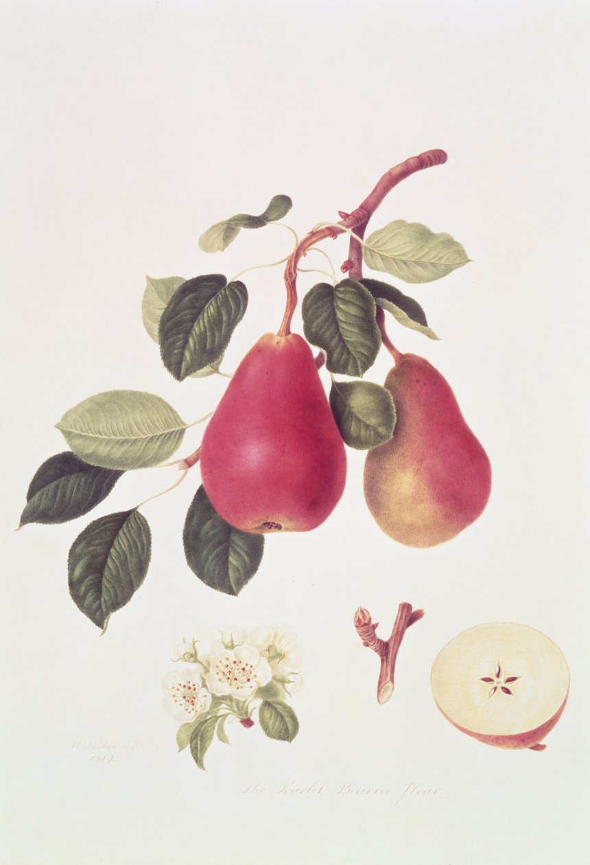 A skarlát beurree körte, 1819 alkotó: William Hooker