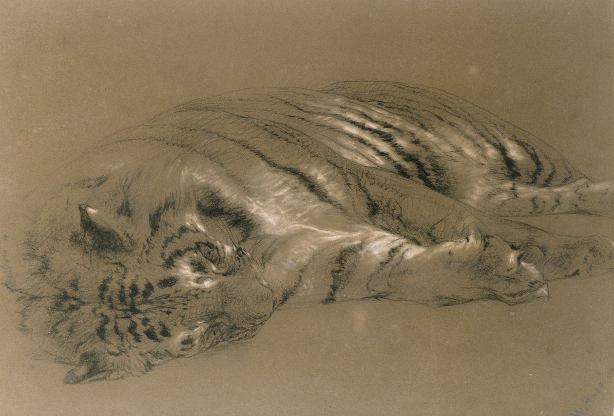 Alvó tigris, 1876 (ceruza és kréta, papír) alkotó: William Huggins