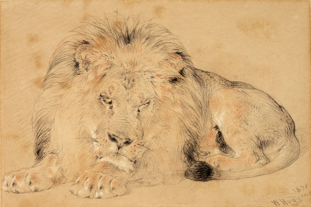 Tanulmány egy oroszlánról, 1879 (kréta papíron) alkotó: William Huggins