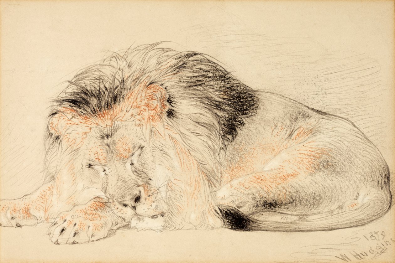 Oroszlántanulmány, 1879 (kréta, papír) alkotó: William Huggins