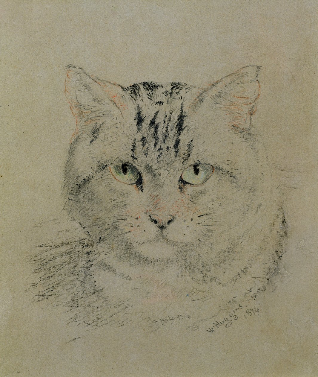 Cirmos macska, 1874 (ceruza, zsírkréta és szén papíron) alkotó: William Huggins