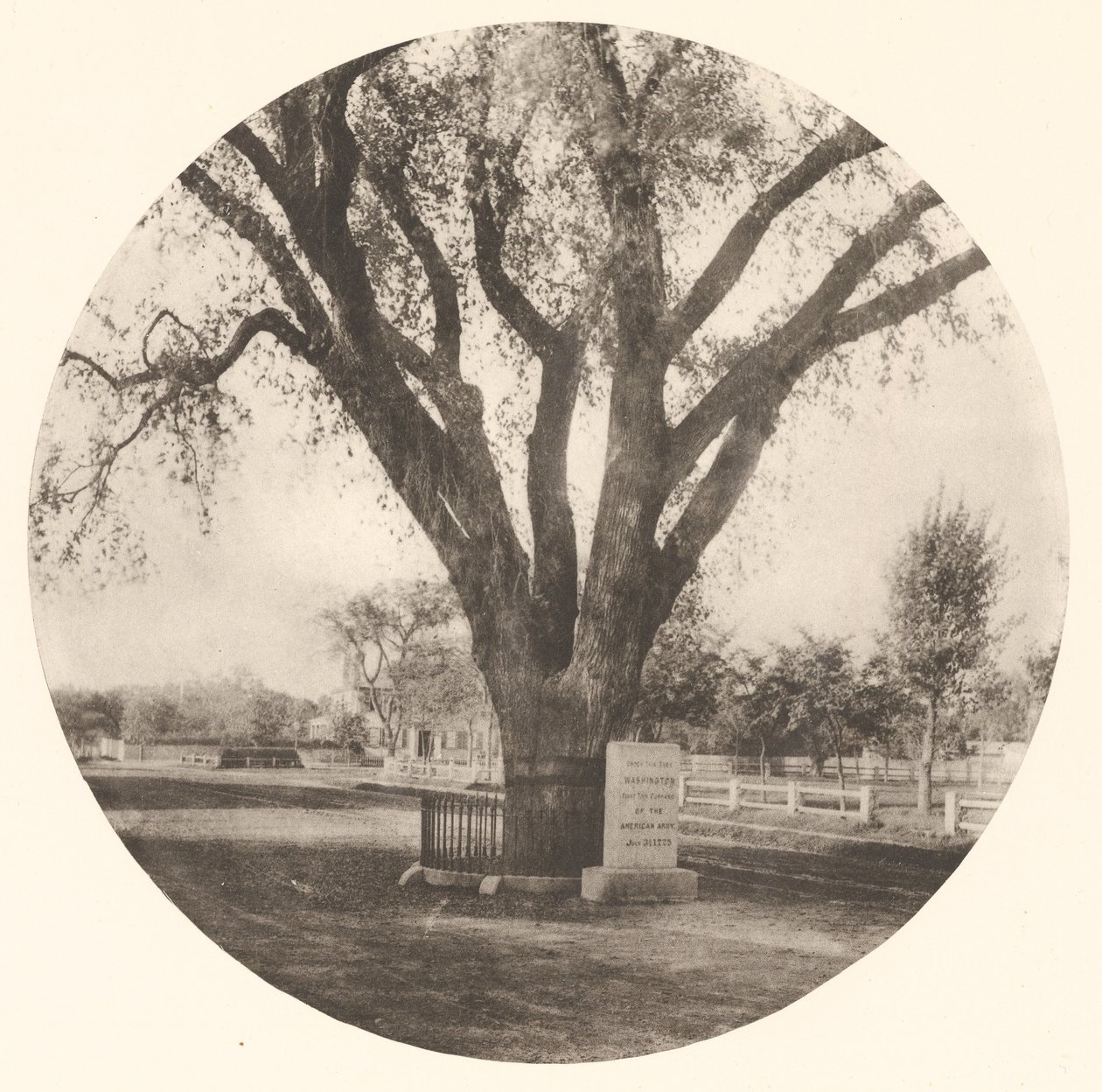 A washingtoni szilfa alkotó: William J. Stillman