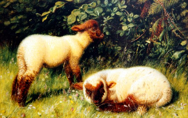 Juh, 1860 körül (olaj, fedélzeten) alkotó: William J. Webbe or Webb