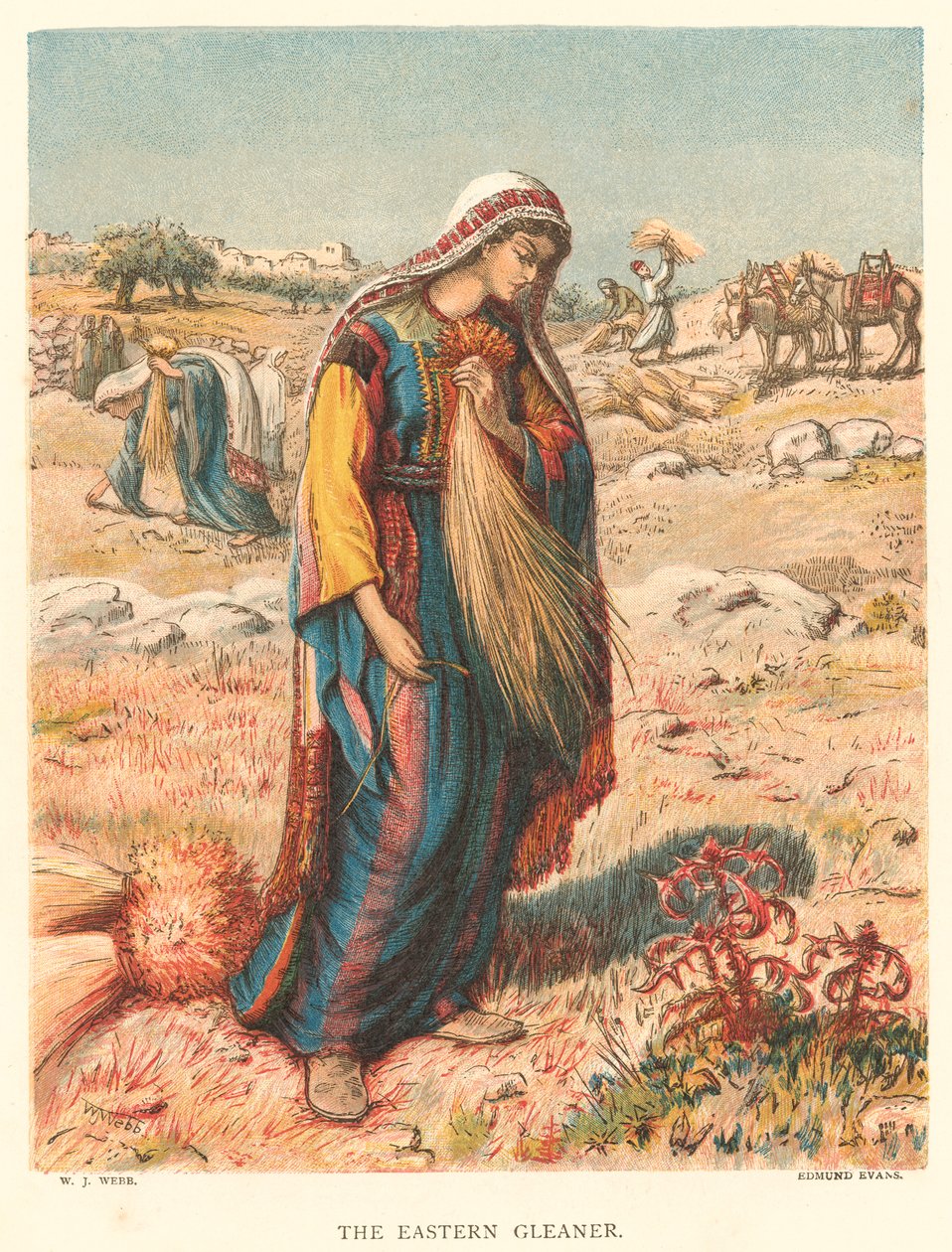 The Eastern Gleaner (színes metszet) alkotó: William J. Webbe or Webb